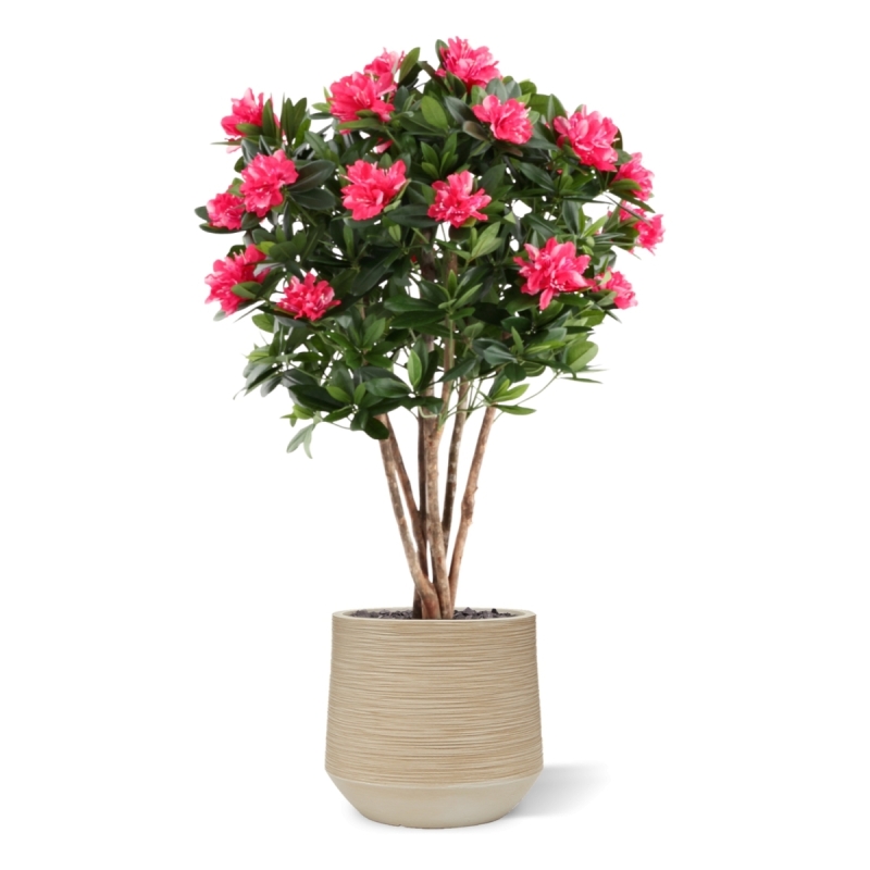 Rododendro Deluxe Artificiale 115cm Cerise