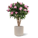 Rododendro Deluxe Artificiale 115cm Viola