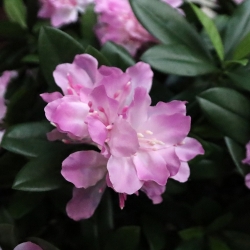 Rododendro Deluxe Artificiale 115cm Viola