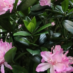 Rododendro Deluxe Artificiale 115cm Viola