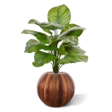 Calathea Fasciata pianta artificiale 70 cm
