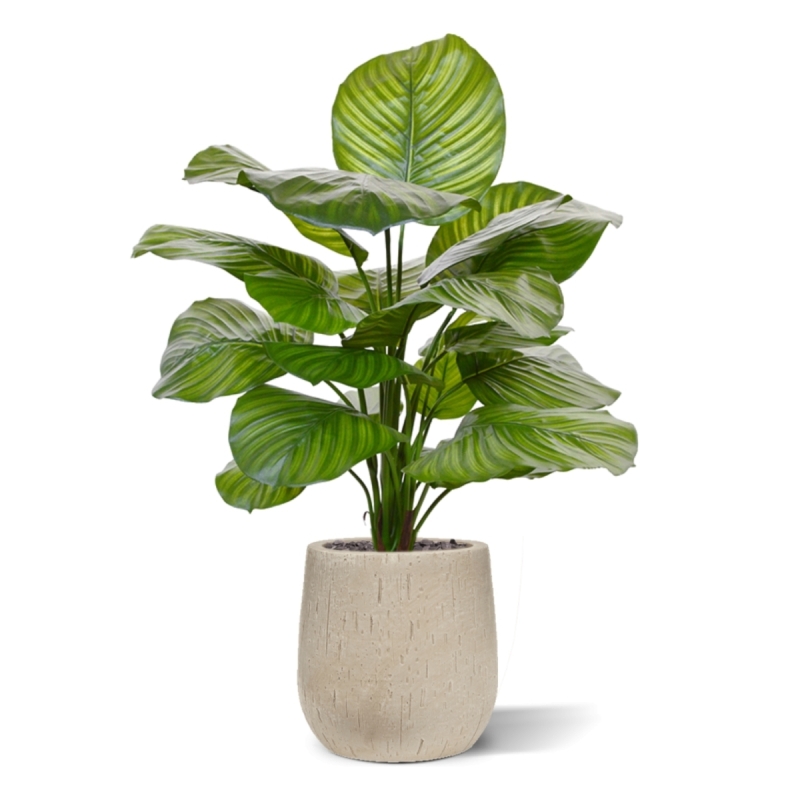 Calathea Fasciata pianta artificiale 70 cm
