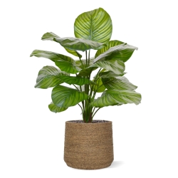 Calathea Fasciata pianta artificiale 70 cm