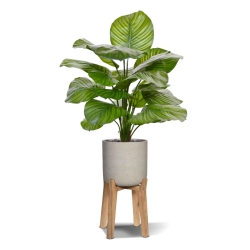 Calathea Fasciata pianta artificiale 70 cm
