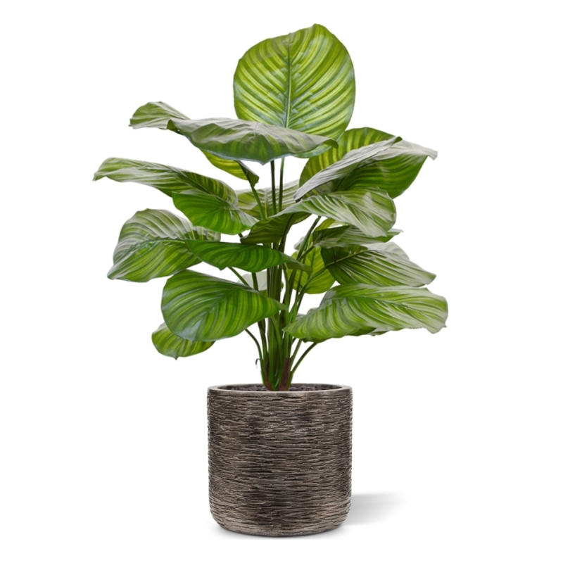 Calathea Fasciata pianta artificiale 70 cm
