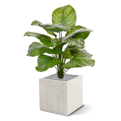 Calathea Fasciata pianta artificiale 70 cm