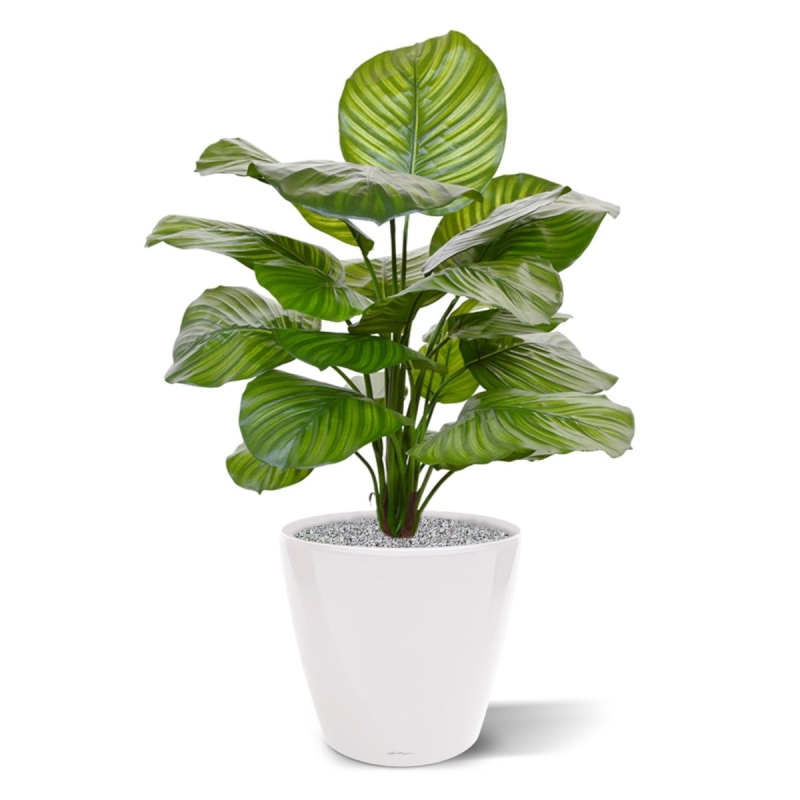 Calathea Fasciata pianta artificiale 70 cm