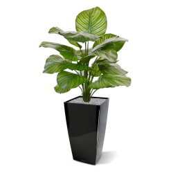 Calathea Fasciata pianta artificiale 70 cm
