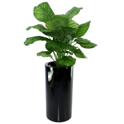 Calathea Fasciata pianta artificiale 80cm