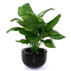 Calathea Fasciata pianta artificiale 80cm
