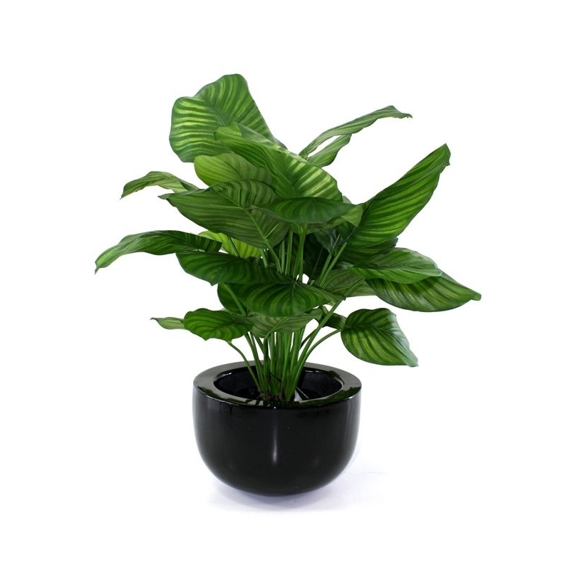 Calathea Fasciata pianta artificiale 80cm