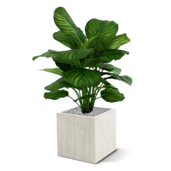 Calathea Fasciata pianta artificiale 80cm