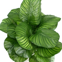 Calathea Fasciata pianta artificiale 80cm
