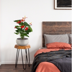 Pianta artificiale di Anthurium 60 cm - rosso