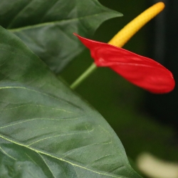 Pianta artificiale di Anthurium 60 cm - rosso