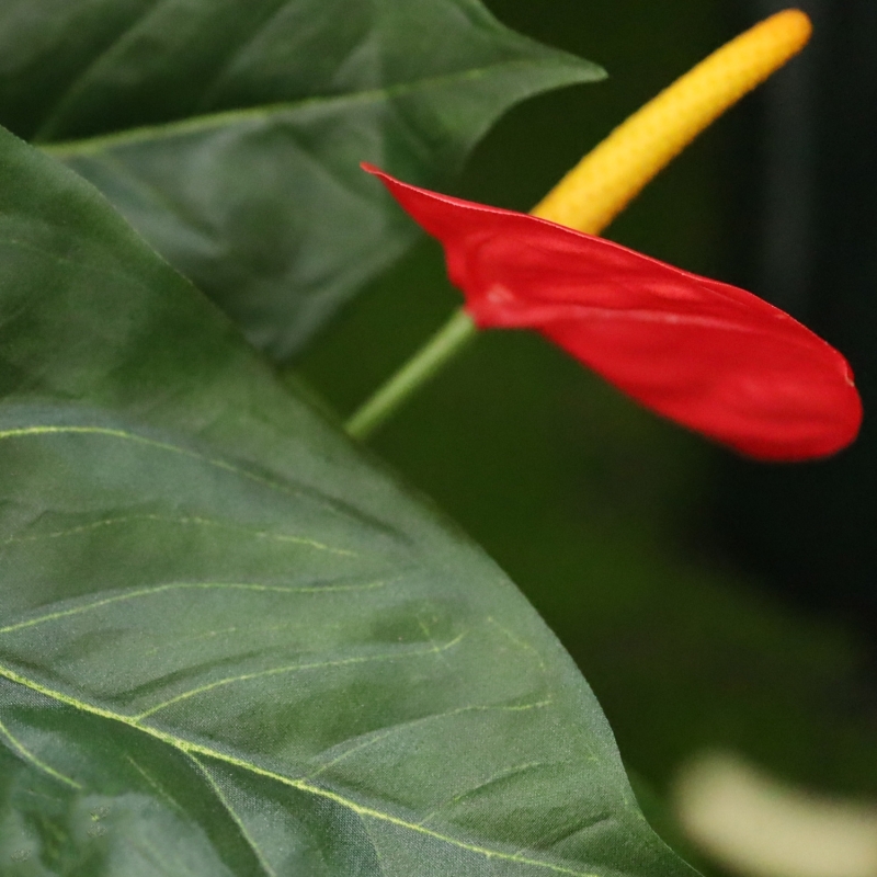 Pianta artificiale di Anthurium 60 cm - rosso