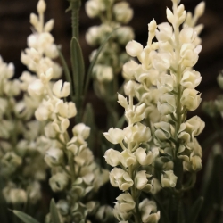 Pianta finta di lavanda 30cm UV crema