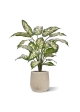 Pianta Dieffenbachia Artificiale 60cm Deluxe