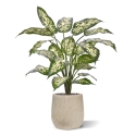 Pianta Dieffenbachia Artificiale 60cm Deluxe
