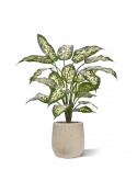 Pianta Dieffenbachia Artificiale 60cm Deluxe