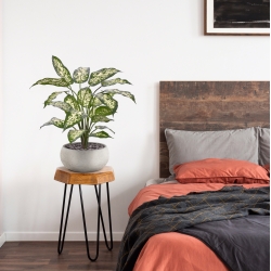 Pianta Dieffenbachia Artificiale 60cm Deluxe