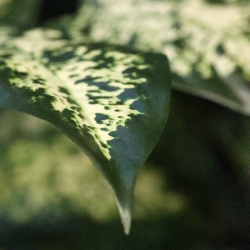 Pianta Dieffenbachia Artificiale 60cm Deluxe