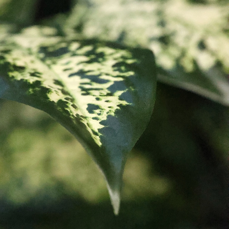 Pianta Dieffenbachia Artificiale 60cm Deluxe