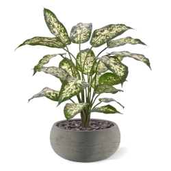 Pianta Dieffenbachia Artificiale 60cm Deluxe