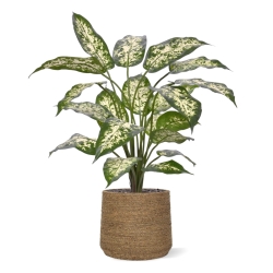 Pianta Dieffenbachia Artificiale 60cm Deluxe