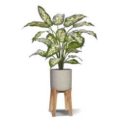 Pianta Dieffenbachia Artificiale 60cm Deluxe