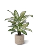 Pianta Artificiale Dieffenbachia Deluxe 60cm in vaso