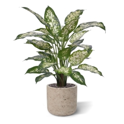 Pianta Artificiale Dieffenbachia Deluxe 60cm in vaso