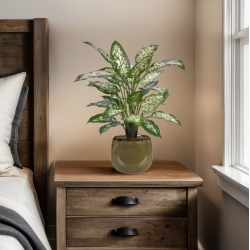 Pianta Artificiale Dieffenbachia Deluxe 60cm in vaso