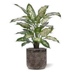 Pianta Artificiale Dieffenbachia Deluxe 60cm in vaso