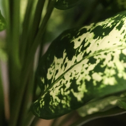 Pianta Artificiale Dieffenbachia Deluxe 60cm in vaso