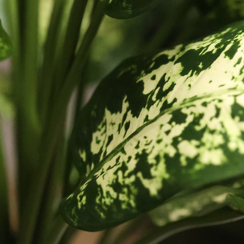 Pianta Artificiale Dieffenbachia Deluxe 60cm in vaso