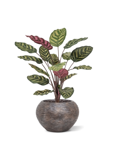 Calathea Makoyana Rossa Artificiale FR 60cm