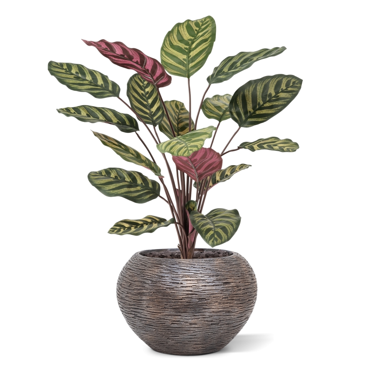 Calathea Makoyana Rossa Artificiale FR 60cm