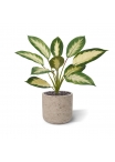 Dieffenbachia Camilla pianta artificiale 50cm