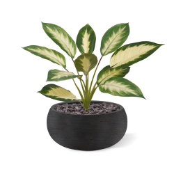 Dieffenbachia Camilla pianta artificiale 50cm