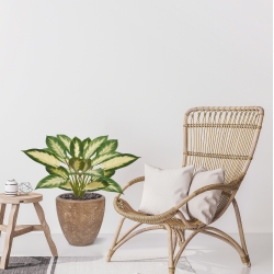 Dieffenbachia Camilla pianta artificiale 50cm