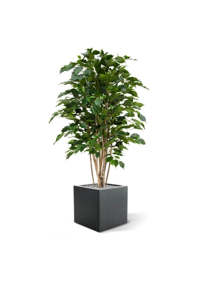 Ficus Exotica Deluxe 125 cm verde