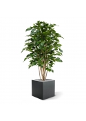 Ficus Exotica Deluxe 125 cm verde