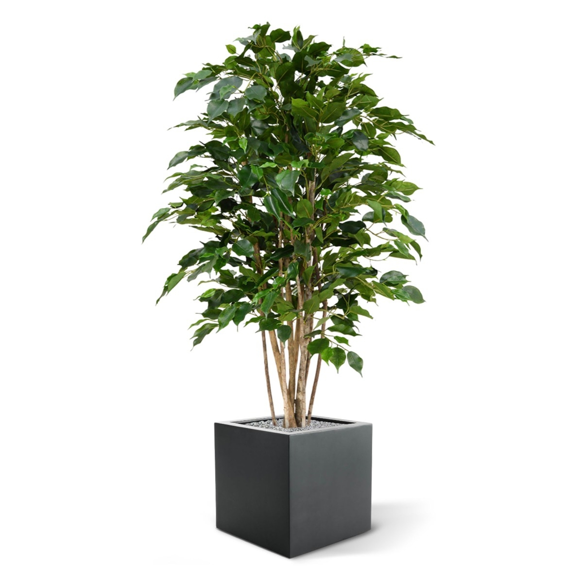 Ficus Exotica Deluxe 125 cm verde