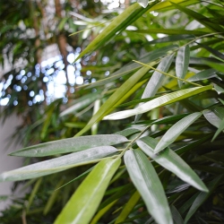 Buddha Bamboo deluxe pianta artificiale 125 cm