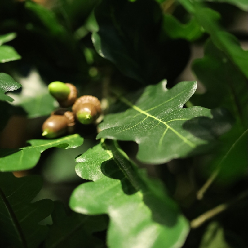 Albero artificiale di quercia Deluxe 250 cm