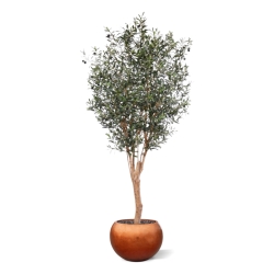 Ulivo artificiale Deluxe 250cm