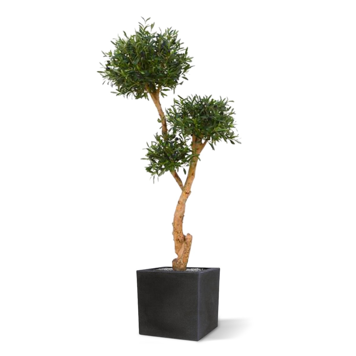 Olivo Bonsai deluxe x3 albero artificiale 160cm
