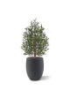 Olivo artificiale Bonsai artificiale Deluxe 100cm UV