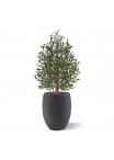 Olivo artificiale Bonsai artificiale Deluxe 100cm UV
